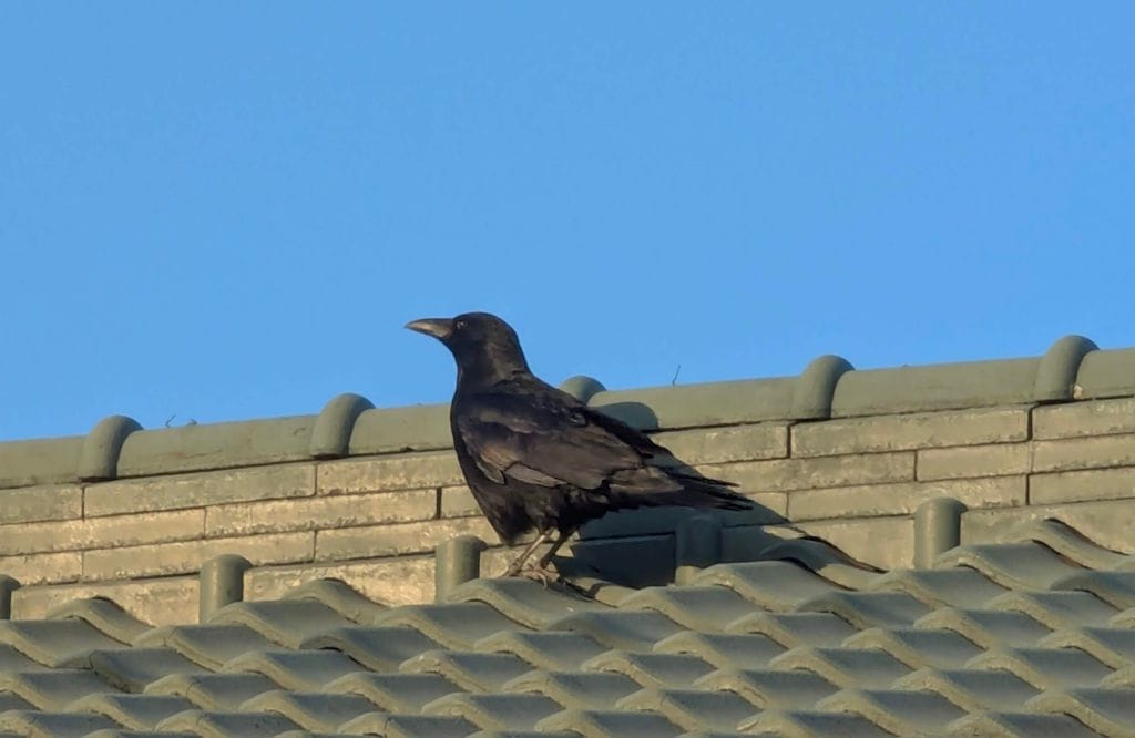What the text above says: Mr Crow on the neighbor's roof. The sky is very blue.