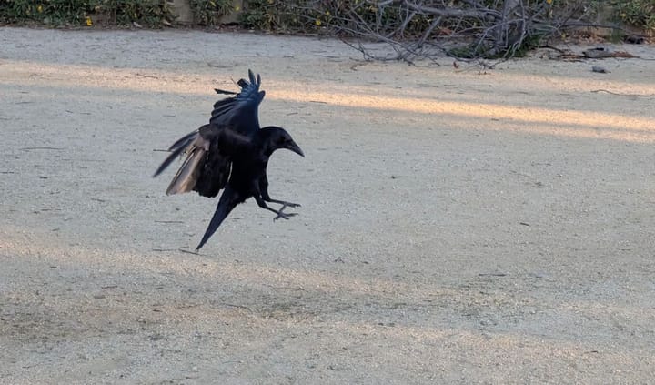 What the text below says: Mr Crow landing, we can see some damage on his wings.