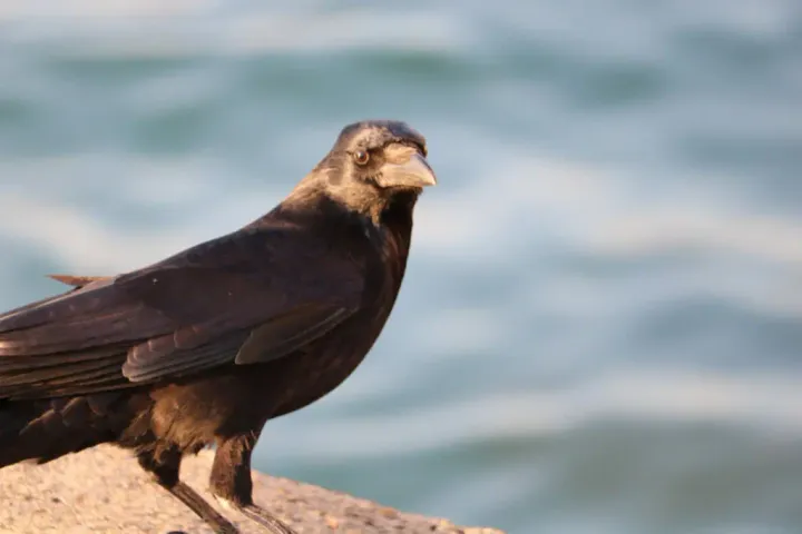 Ms. Crow (December 2025)